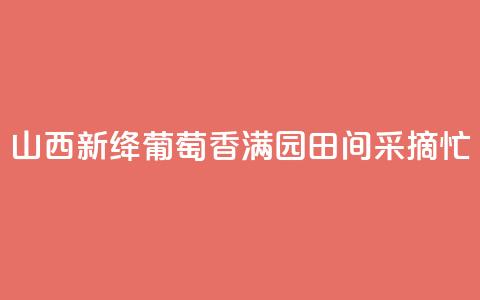 山西新绛：葡萄香满园 田间采摘忙  第1张