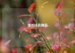 播放抖音舞蹈