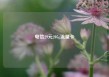 电信29元205g流量卡